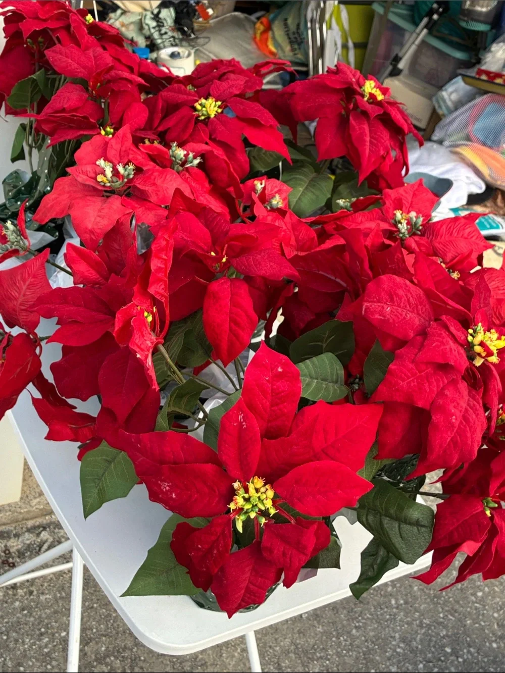 Holiday Red Poinsettia Plant -Set 5